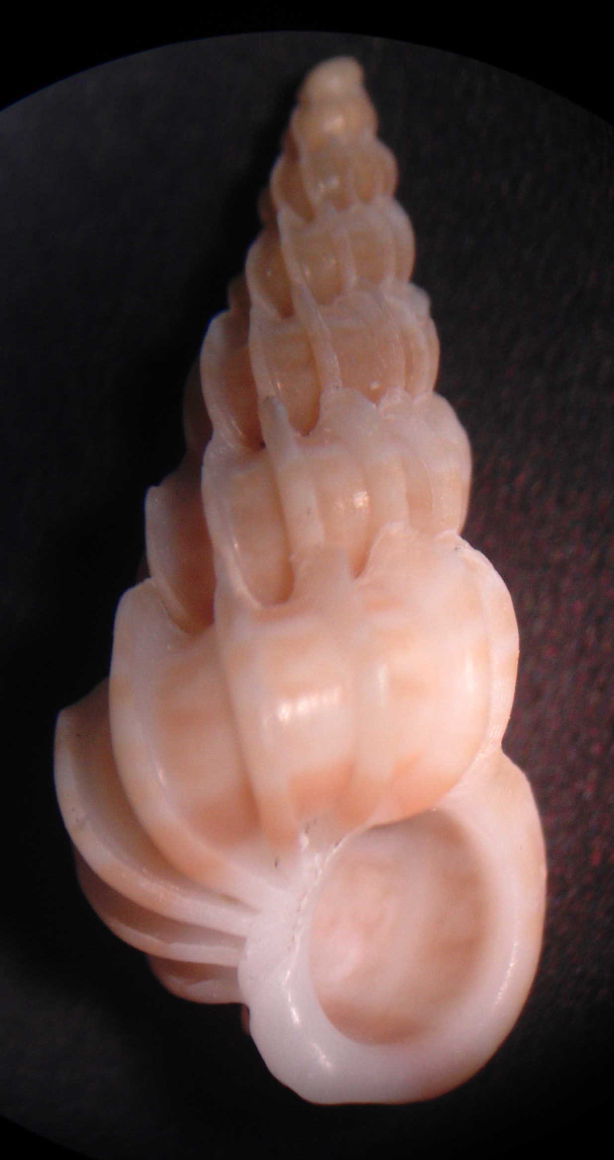 adriatico centrale -90